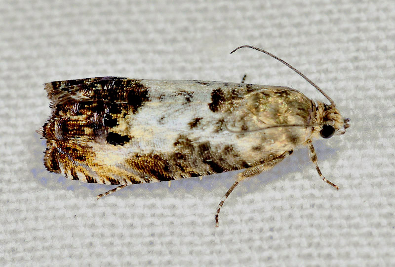 Pammene fasciana - Tortricidae